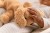 floppy-lumpi-hund-242595.jpg